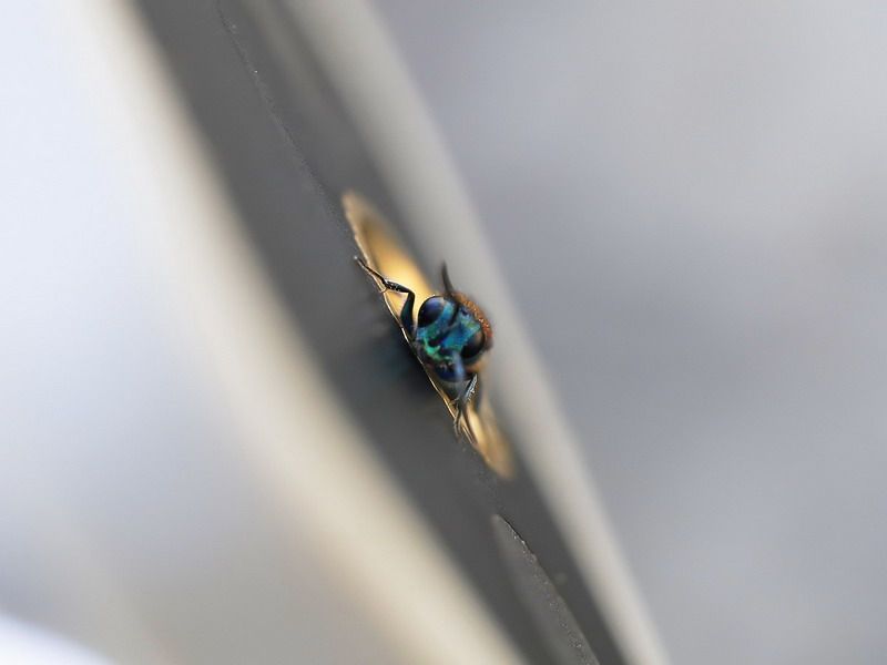Chrysididae: Chrysura gruppo dichroa